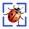 Bug Identifier App