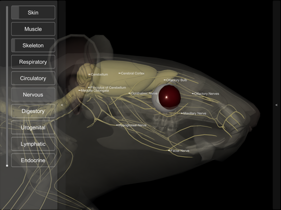 3D Rat Anatomy iPad screenshot