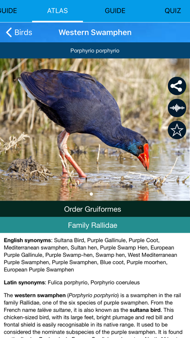 Birds of Europe - Field Guide screenshot 2