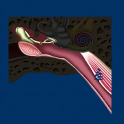Middle Ear ID Cheats