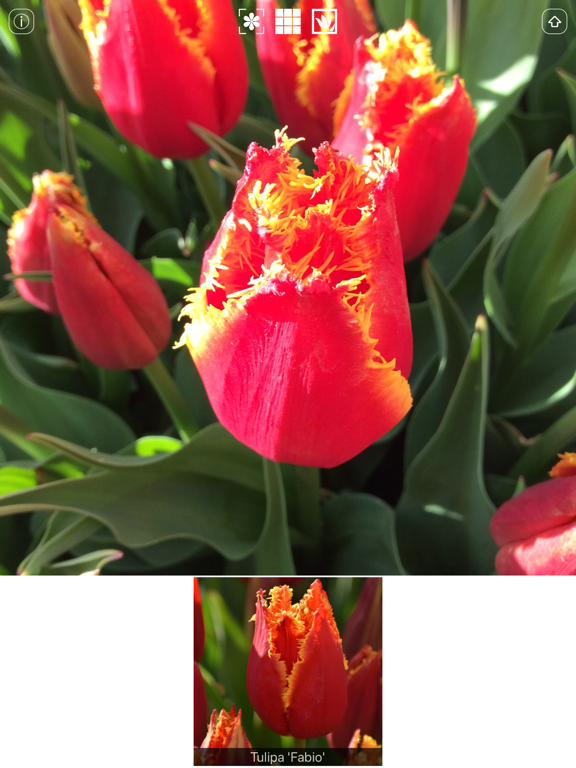 Screenshot #4 pour Spring Bulbs
