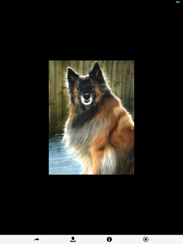 Dog Breeds HD Wallpapersのおすすめ画像5