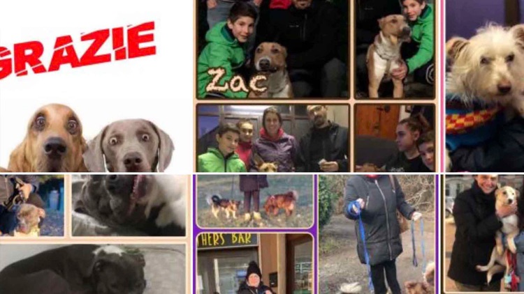 Pet Rescue Italia screenshot-5