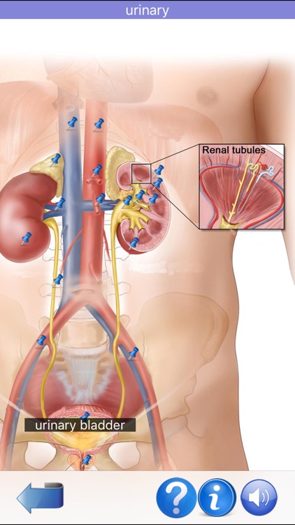 Visual Anatomy screenshot-8