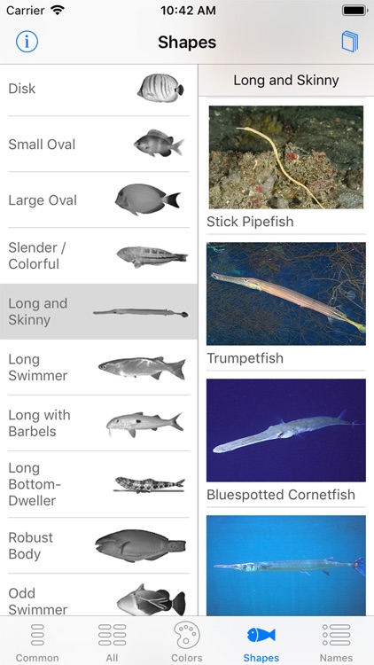 Deep Blue Divers Fish Guide screenshot-3