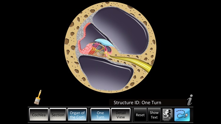 Inner Ear ID