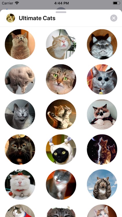Ultimate Cats Sticker Pack screenshot-4