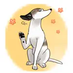 Cute Whippet Dog Sticker App Contact