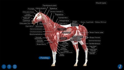 Horse Anatomy: Equine 3D Screenshot