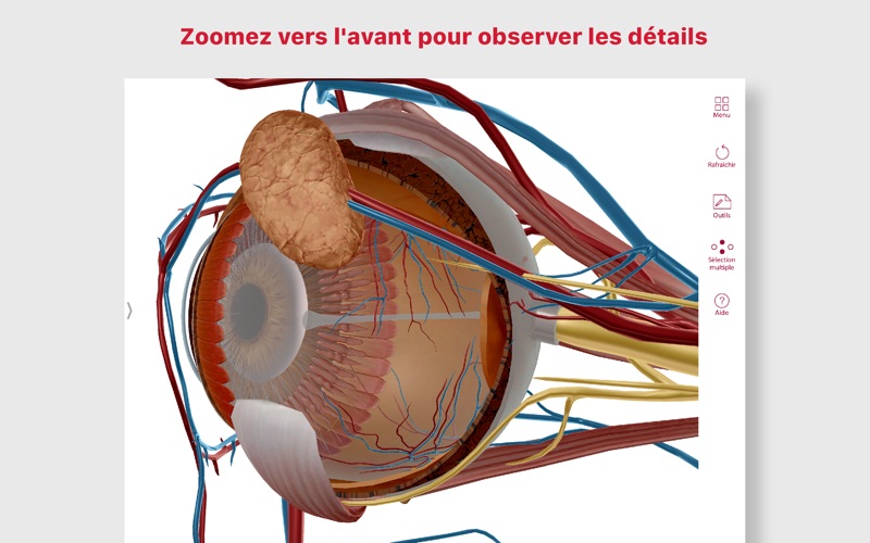 Screenshot #3 pour Anatomie & Physiologie