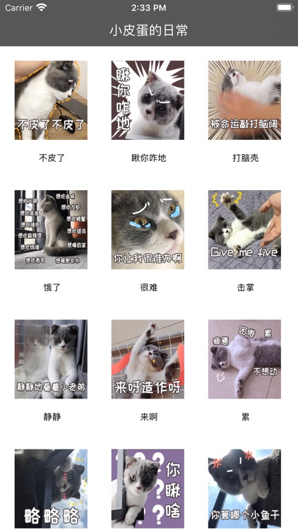 小皮蛋的日常