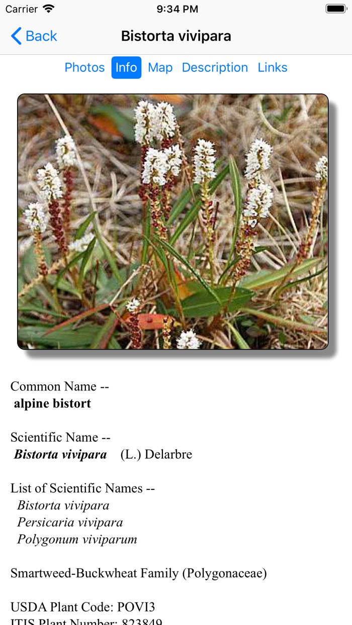 Yellowstone Wildflowers