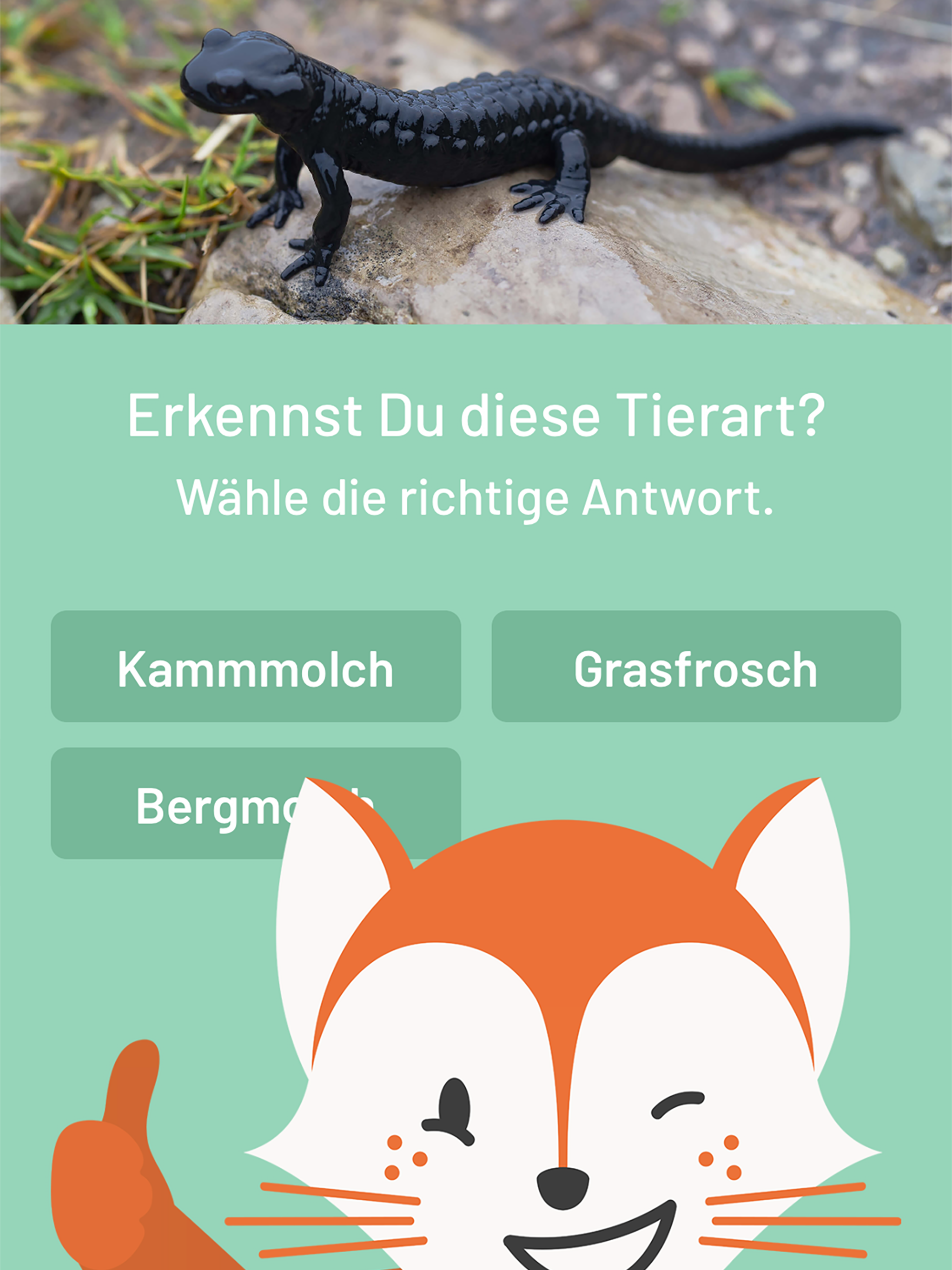 Der Fuchs auf Dux