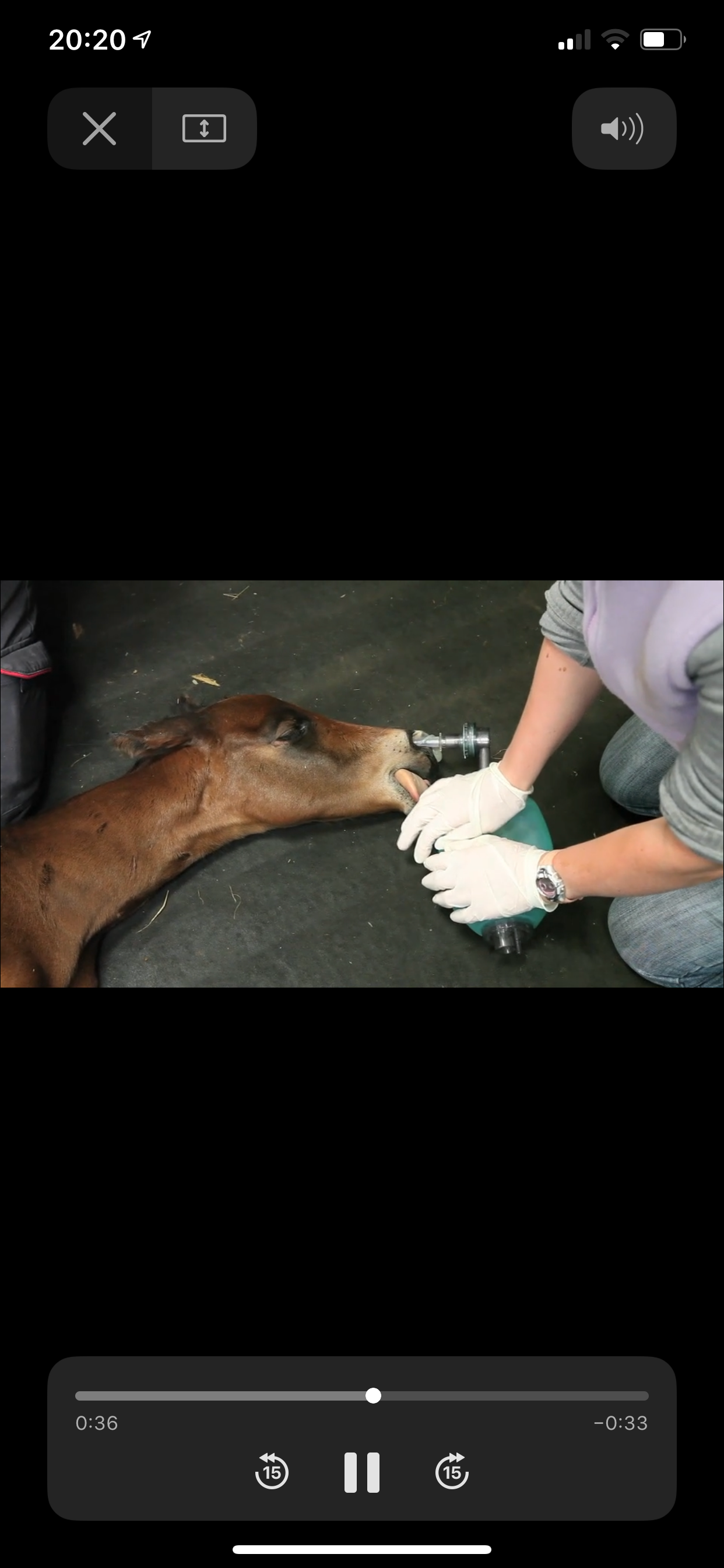Foal CPR