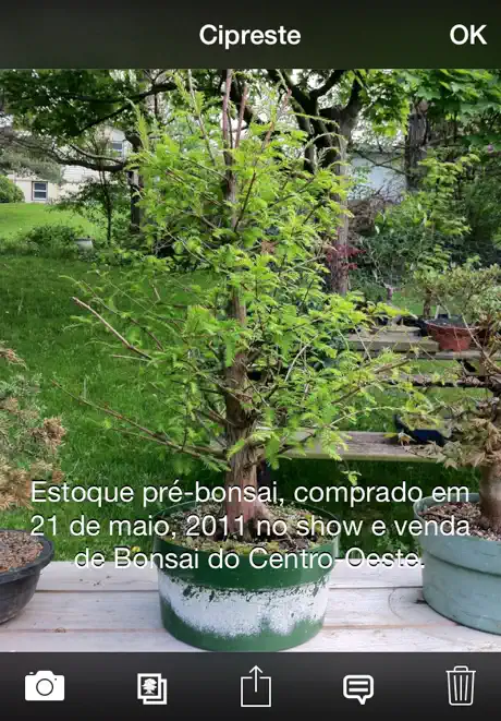 Álbum Bonsai