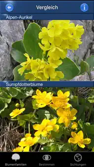 Alpenblumen Id Automatik iphone bilder 2