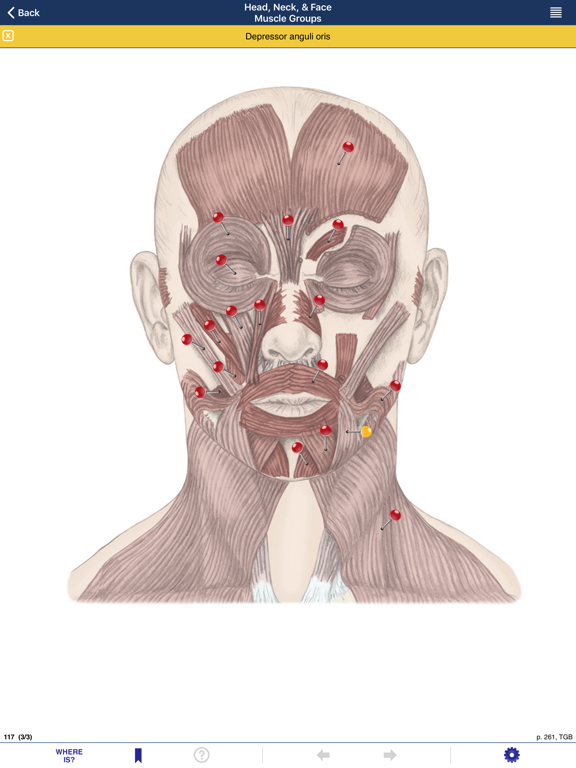 AnatomyMapp Liteのおすすめ画像5