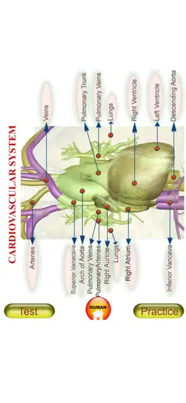 Game screenshot ANATOMY 3D Pro mod apk