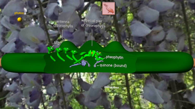 Photosynthesis in 3D screenshot-5