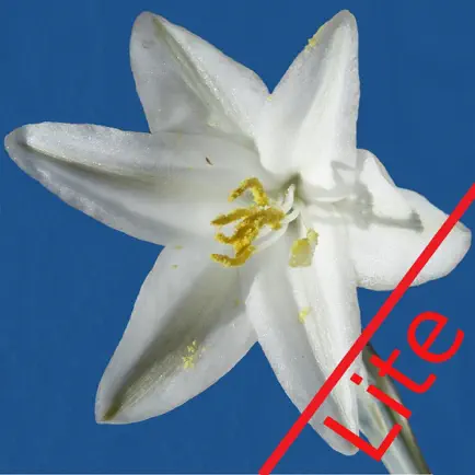 Anza-Borrego Wildflowers Lite Cheats