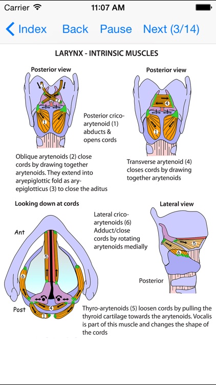 Anatomy Lectures and MCQs screenshot-2