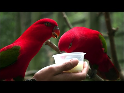 Video Touch - 野鳥のおすすめ画像3