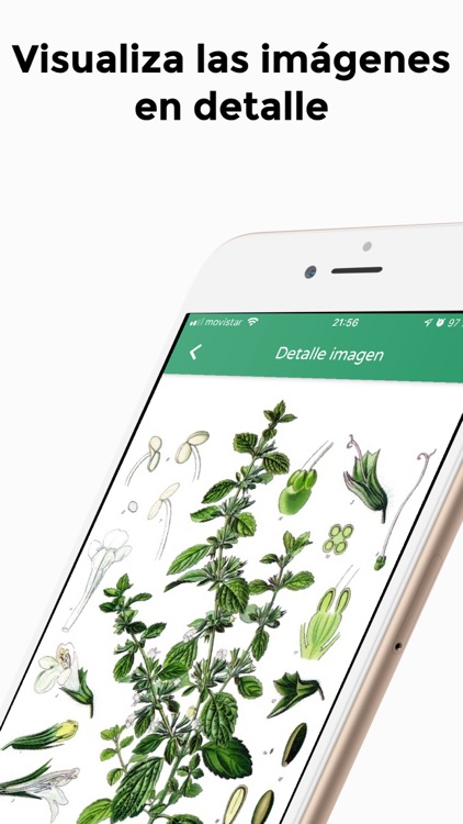 Paracelso screenshot-4