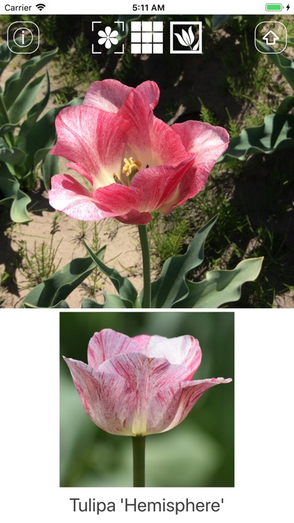 Spring Bulbs screenshot-4