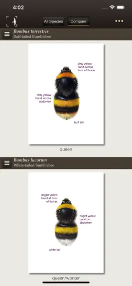 Game screenshot British & Irish Bumblebees apk