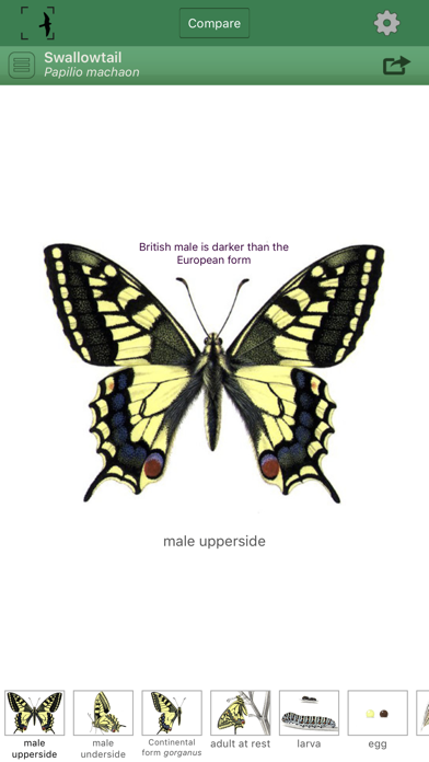 Screenshot #1 pour British & Irish Butterflies