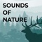 Sounds of nature will help you recover in just 15 minutes of rest or fall asleep quickly after a hard day