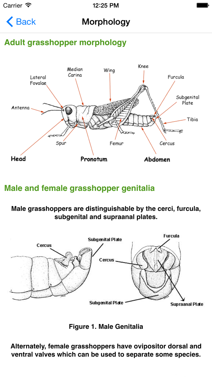 Grasshoppers of the Western US