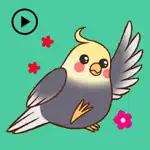 Animated Lovely Cockatiel Bird App Positive Reviews