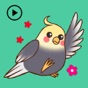 Animated Lovely Cockatiel Bird app download