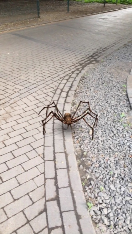 AR Spiders