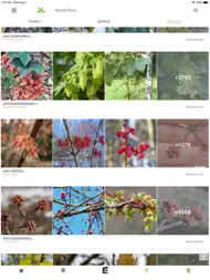 PlantNet ipad bilder 3