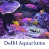 Delhi Aquariums fish aquariums 