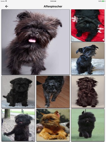 Dog Breeds HD Wallpapersのおすすめ画像1