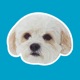 Precious Puppies app icon - Stickers app for iPhone