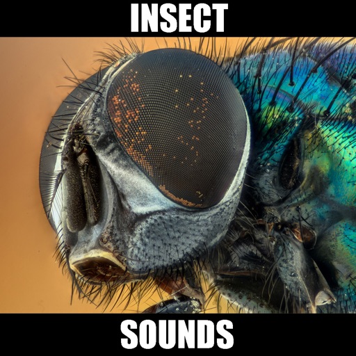 Insect Sounds