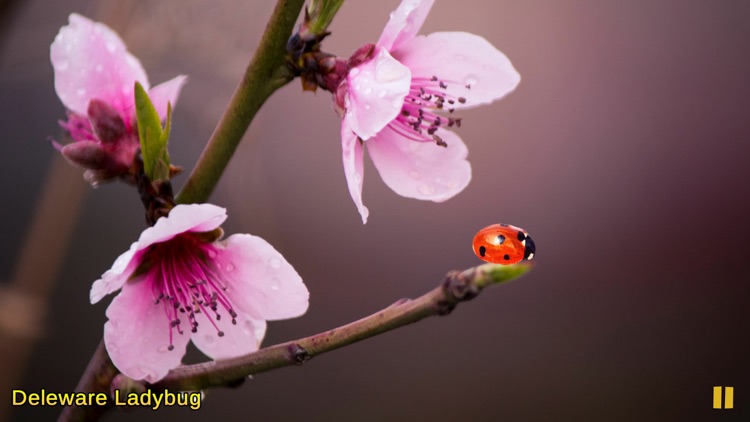 Tap America screenshot-3