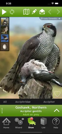 Game screenshot Birds of Britain and Europe mod apk