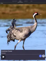 bird sounds and bird calls айпад изображения 2