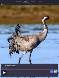 Bird Sounds and Bird Calls ipad bilder 1