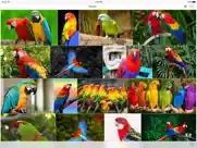 wizor - recherche par image iPad Captures Décran 1