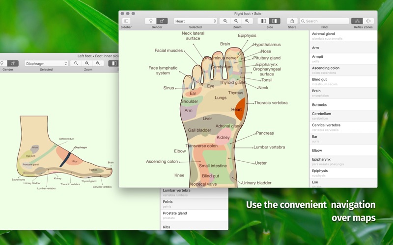 Screenshot #3 pour Massage Maps • Réflexologie