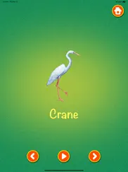 learn about birds ipad images 3