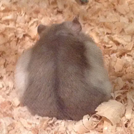 Hamster Memory Game Читы