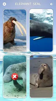 marine creatures cards of sea iphone screenshot 3