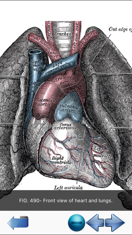 Visual Anatomy screenshot-7